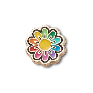 Festival Gold Rainbow Daisy