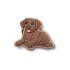 Brown Lab Puppy