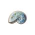 Light Swirl Shell